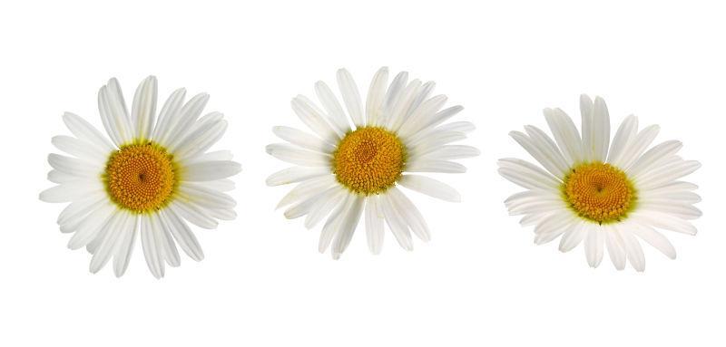 白色背景上的三朵白色洋甘菊花