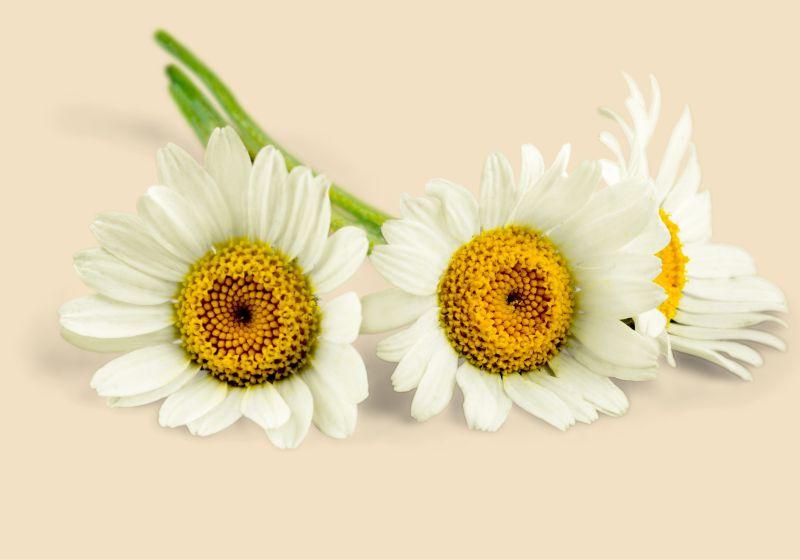 浅黄色背景上的白色洋甘菊花朵