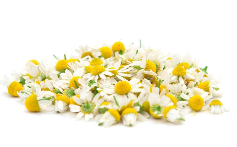 白色背景上的一堆白色洋甘菊花朵