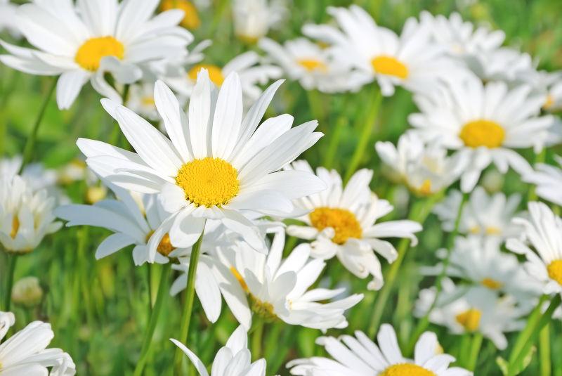 花园里的白色洋甘菊花朵