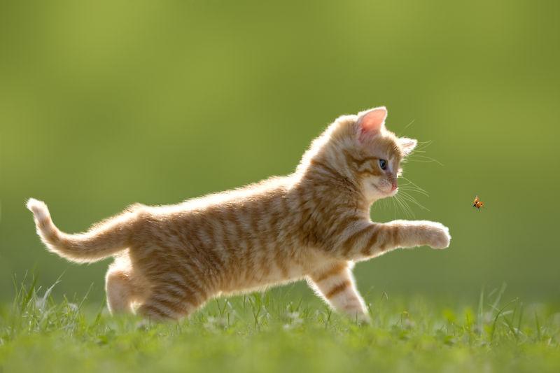 绿草地上小猫追瓢虫