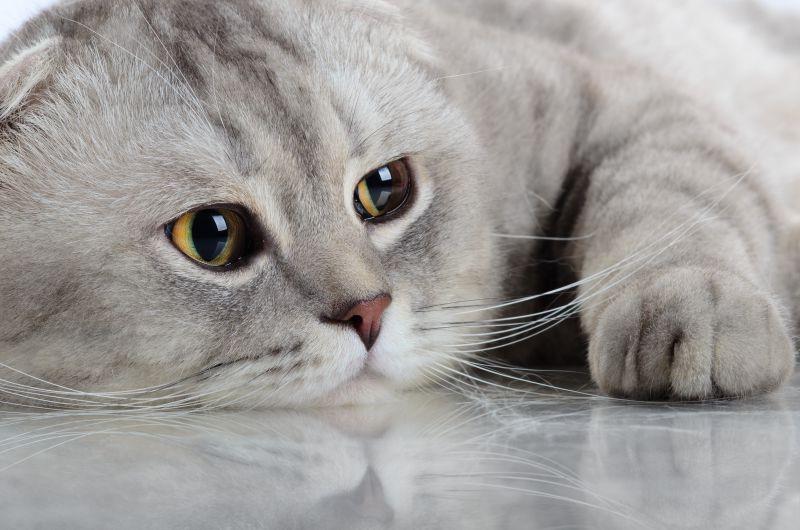 毛茸茸的灰色美丽的成年猫