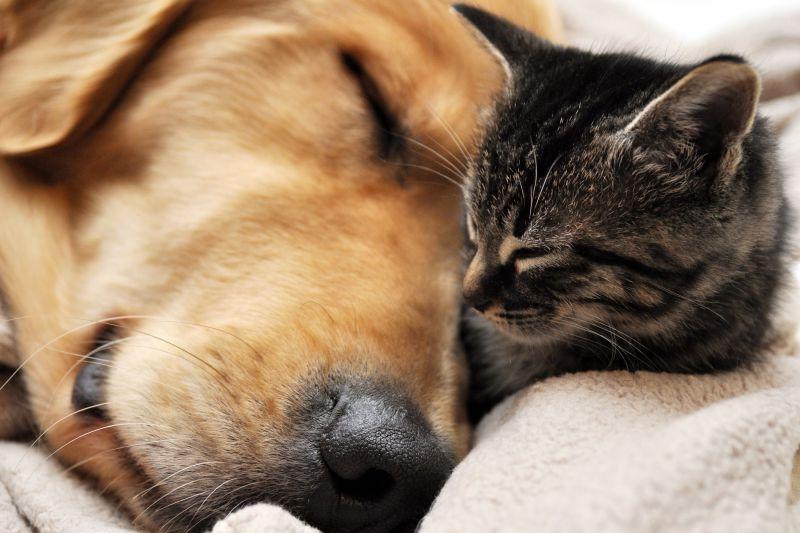 在一起睡觉的猫和狗