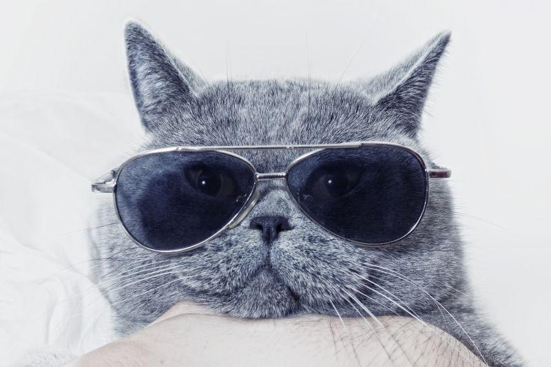 滑稽的灰色猫戴太阳镜