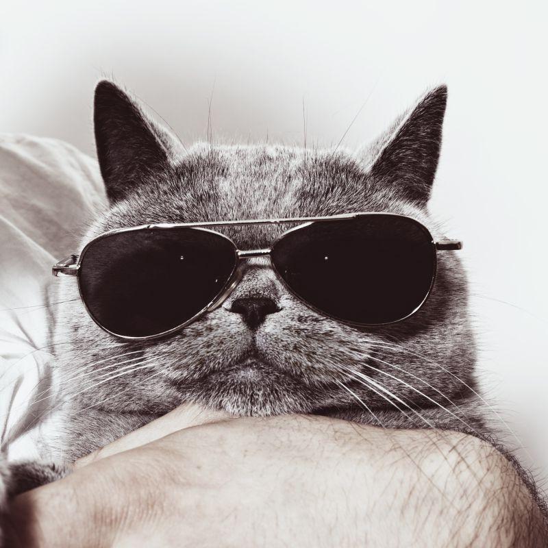 灰色英国猫戴太阳镜