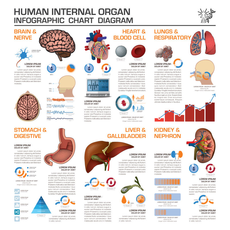 人体内脏健康与医学矢量信息图表设计