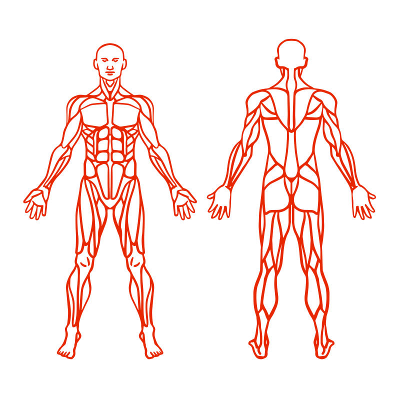 男性肌肉系统矢量解剖图
