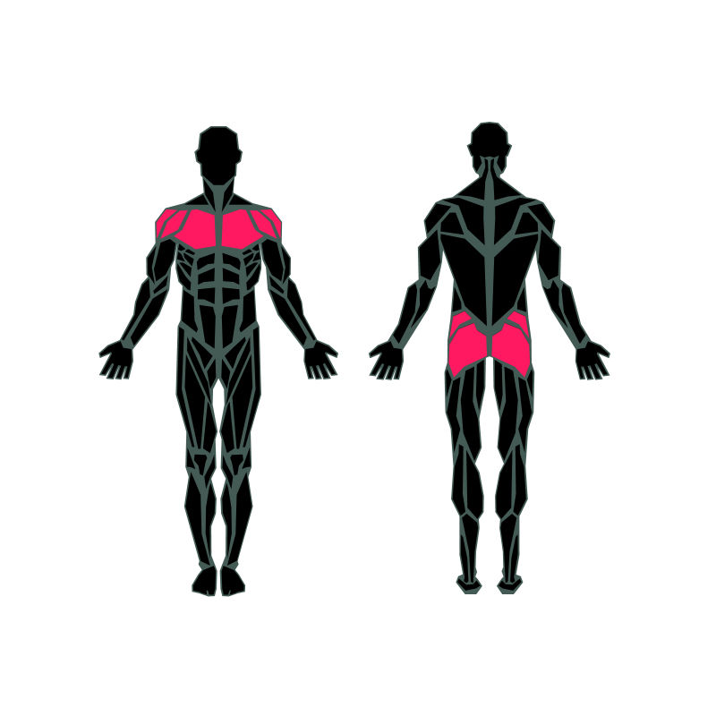 男性肌肉系统矢量插图