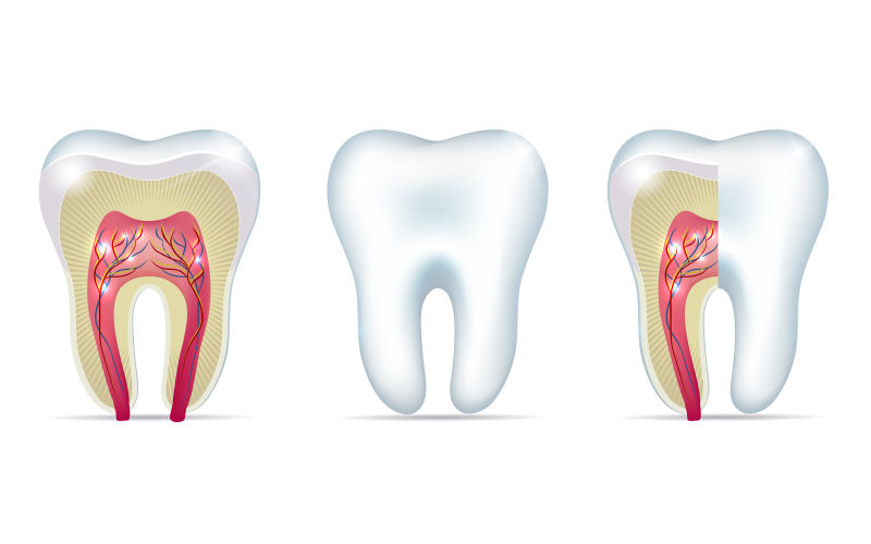 创意矢量健康的三种牙齿解剖