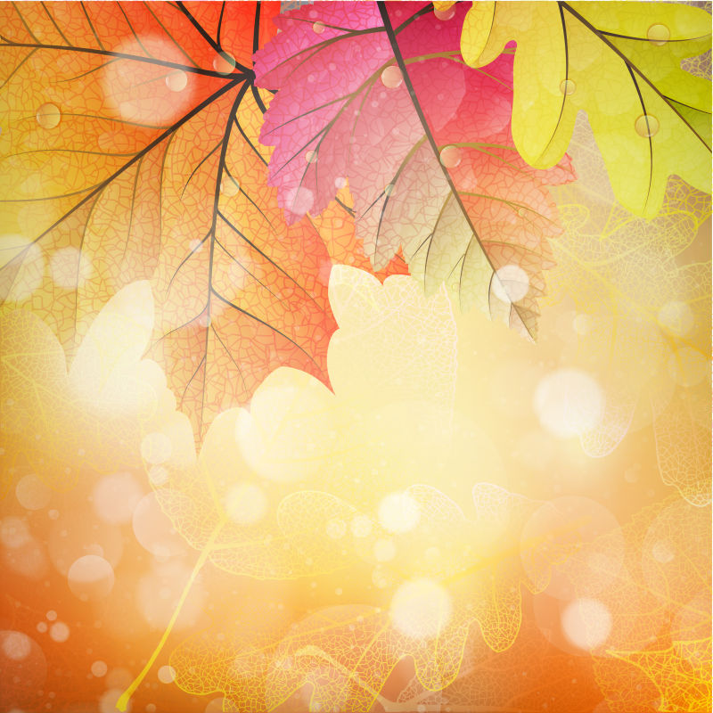 矢量创意阳光的秋叶背景