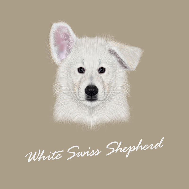 瑞士牧羊犬矢量图