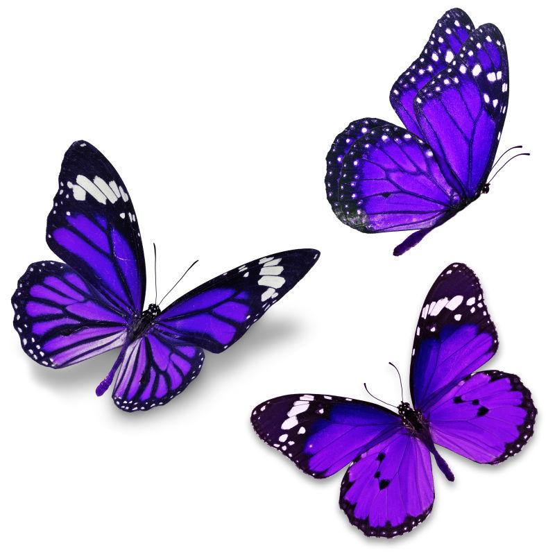 三紫蝴蝶