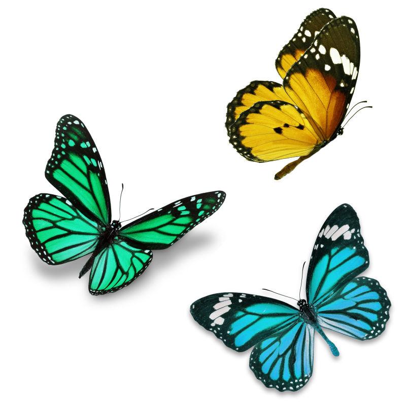 三多彩蝴蝶