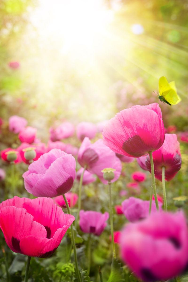 阳光背景中盛开的粉色花朵