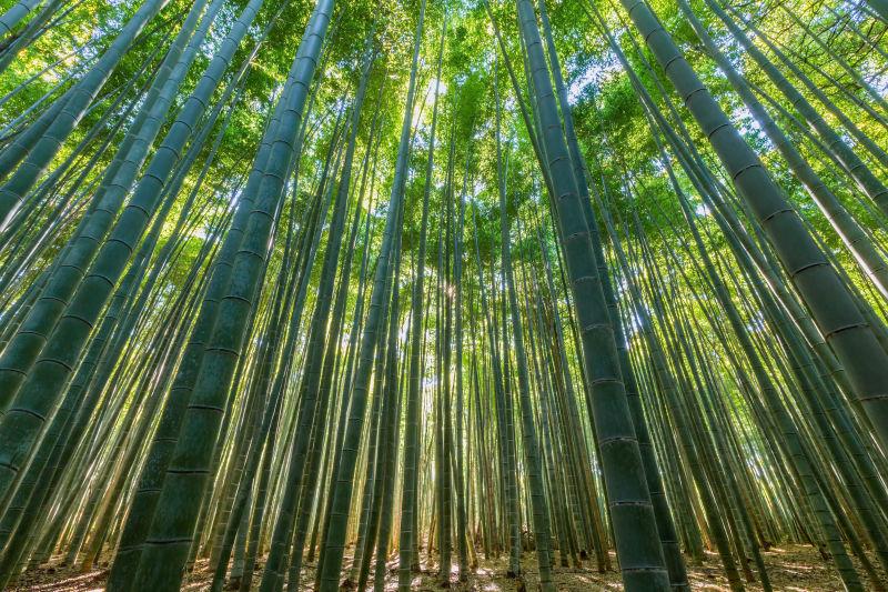 长满了密密麻麻竹子的绿色竹林