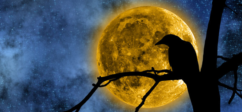 月光照耀下树脂上的小鸟