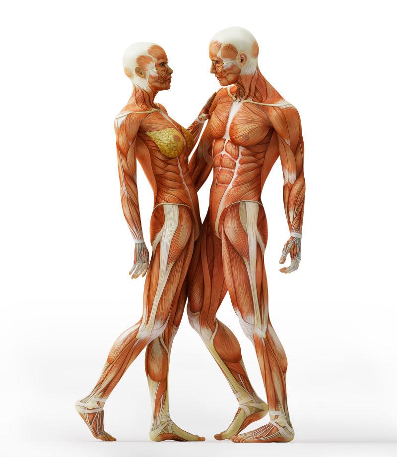 拥抱的女性和男性人体肌肉