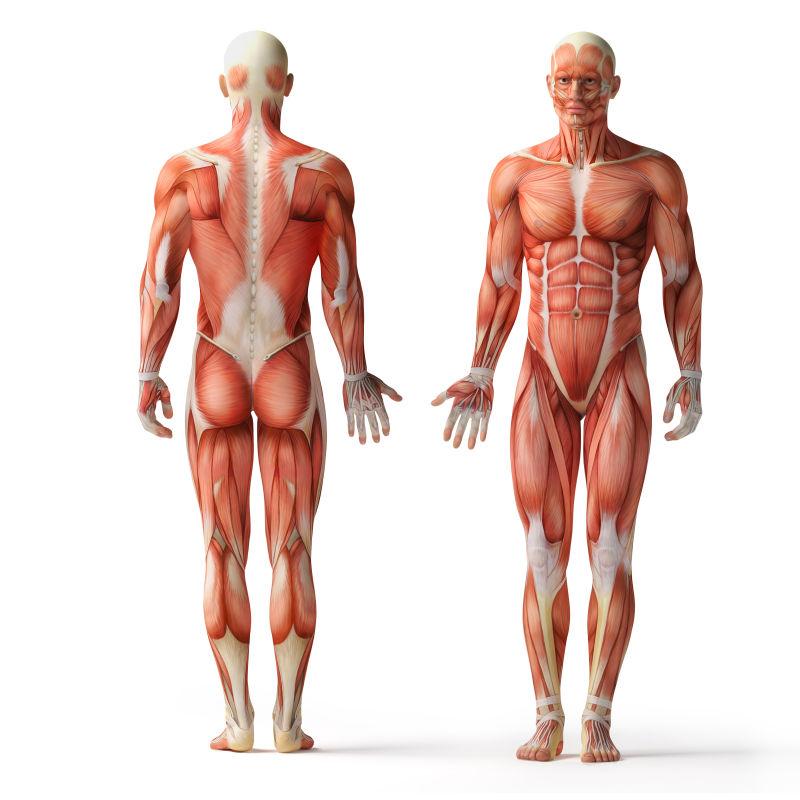 白色背景上的男性人体肌肉结构
