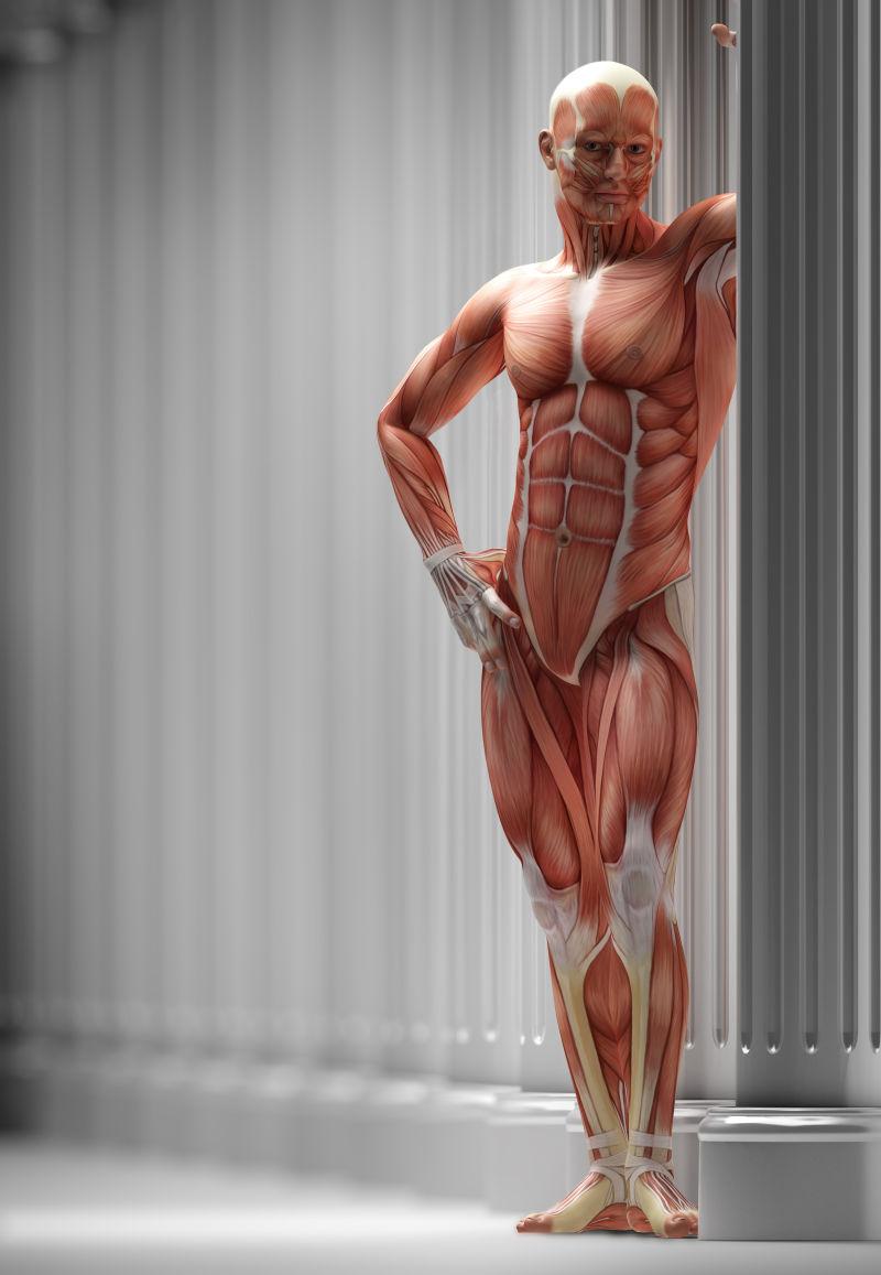 叉腰的男性人体肌肉