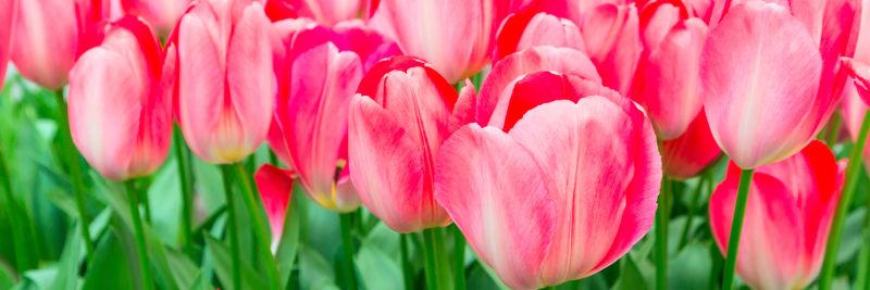 春天背景中鲜艳的粉红色郁金香