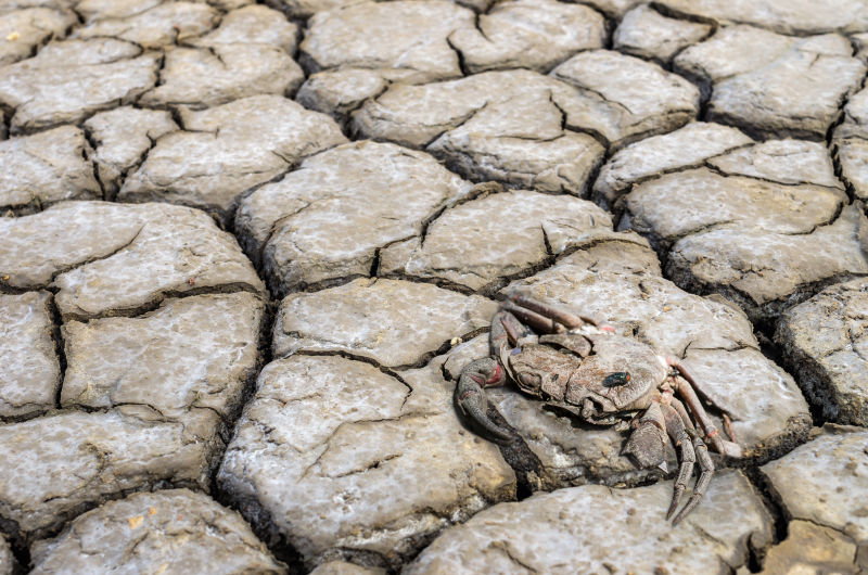 干旱的土地的死螃蟹