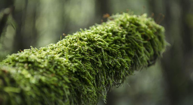 植被上的苔藓