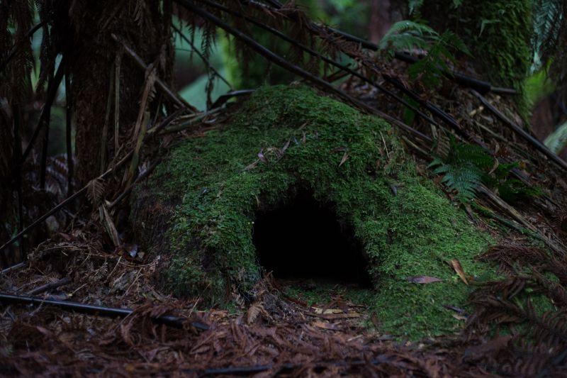 森里里的苔藓