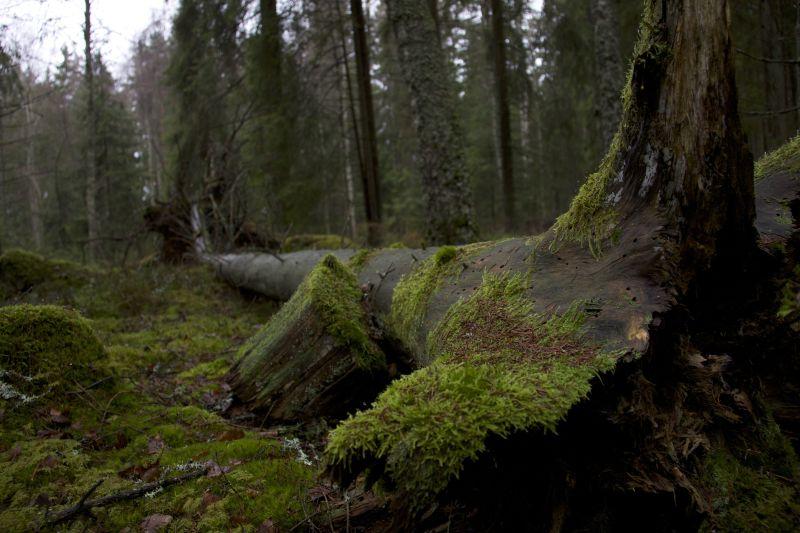 森林倒在地上的枯萎大树上的苔藓