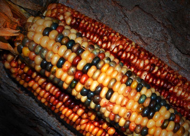 玉米棒上不同颜色的玉米颗粒