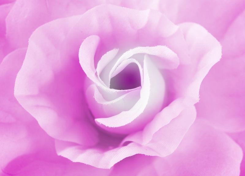 甜美紫色玫瑰