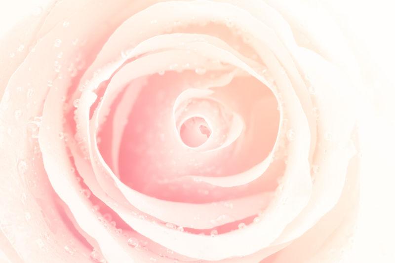 柔和的玫瑰色柔和的背景花