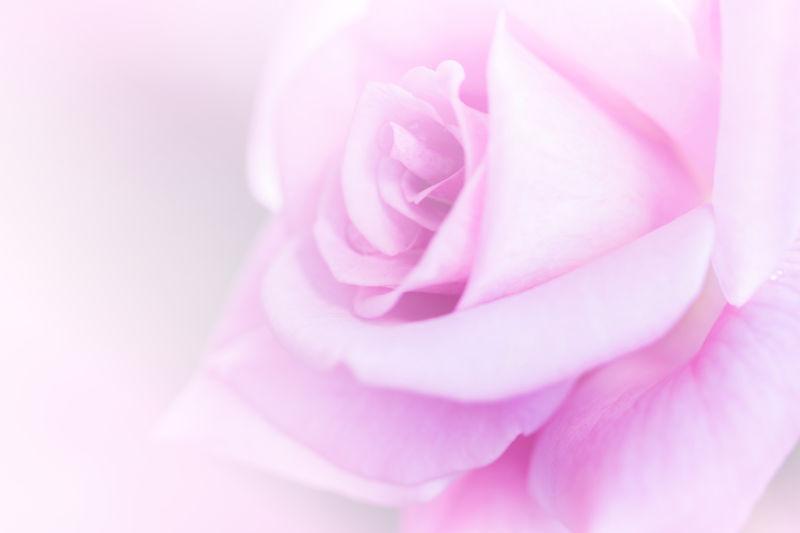玫瑰粉色花开背景