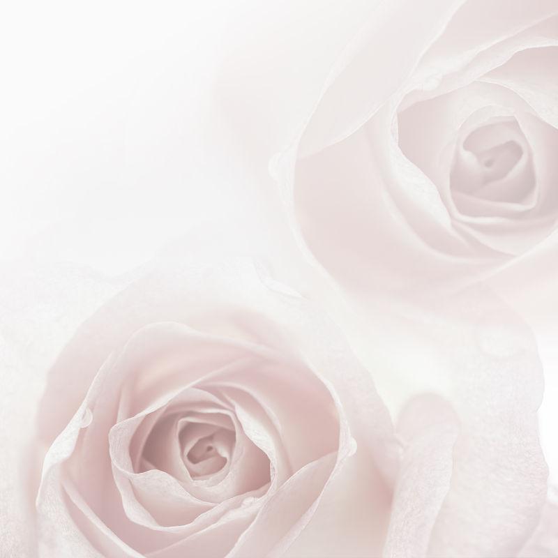 美丽色调的白玫瑰可作为婚礼背景使用