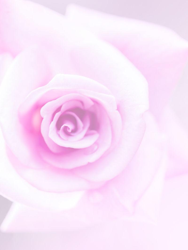 玫瑰粉紫色背景