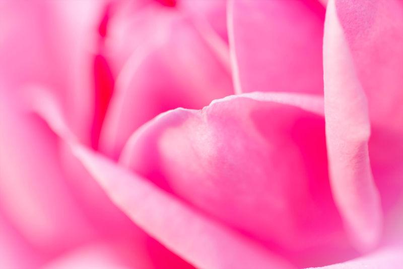 玫瑰柔和粉红色彩