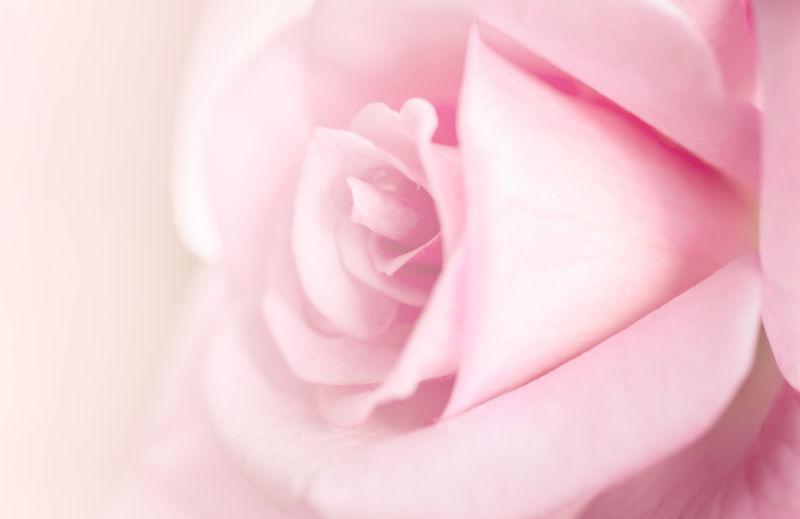 单朵玫瑰粉色背景