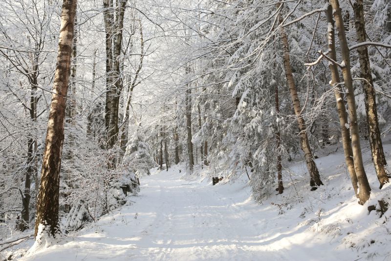 覆盖着白雪的冬季森林公园