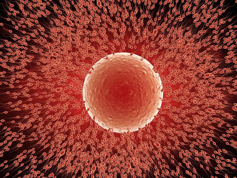 卵子周围密密麻麻的红色精子细胞群