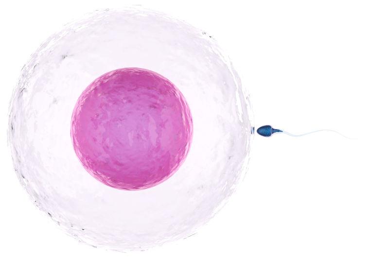 粉色的卵子跟蓝色的精子