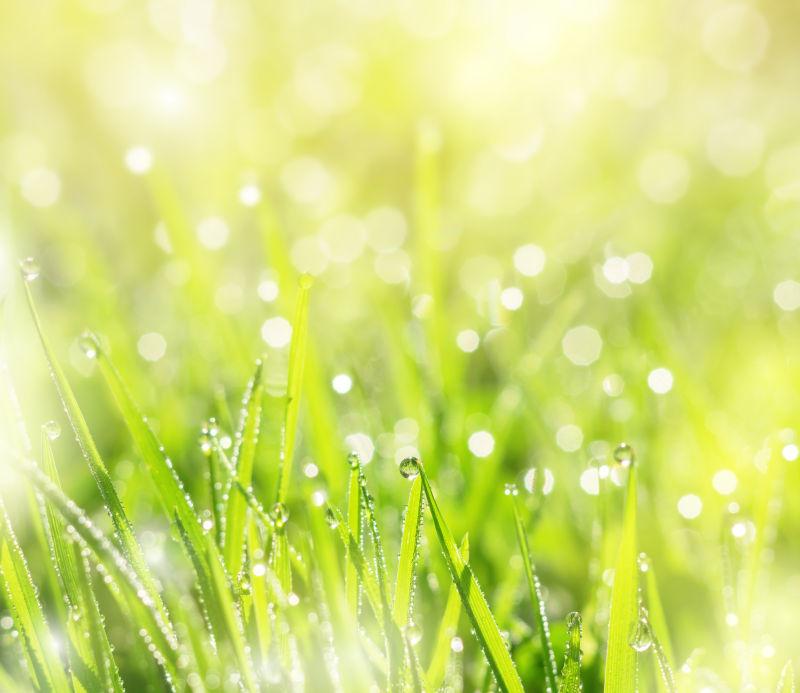 小草上的露珠在阳光下闪烁着晶莹的光芒