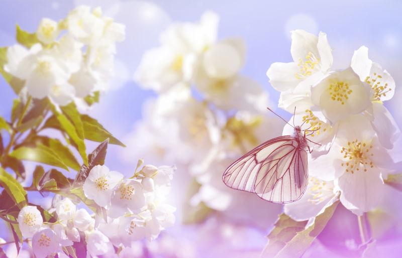 白色花卉上美丽的蝴蝶