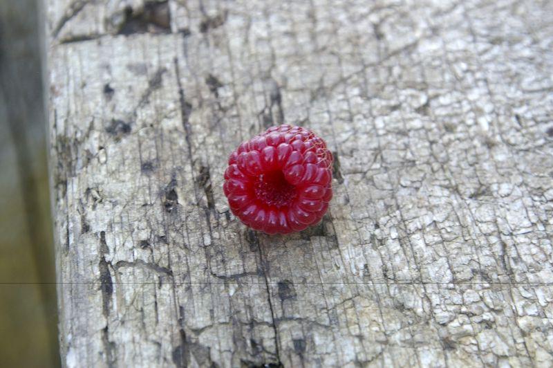 新鲜的红色树莓