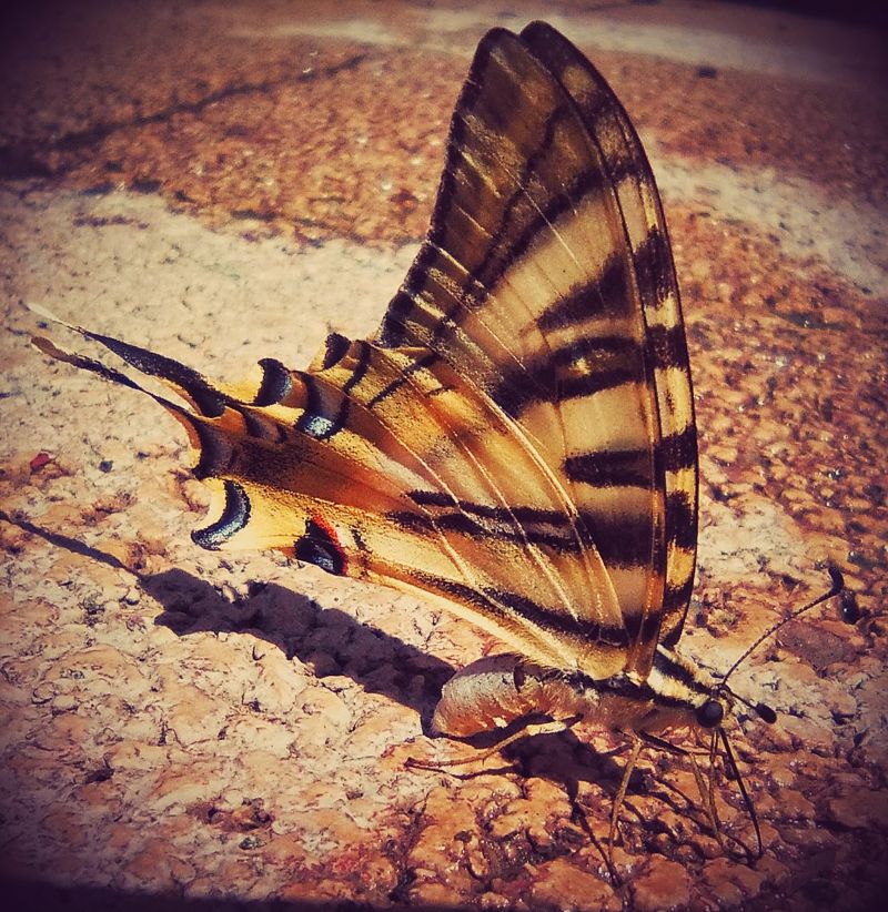栖息在地上的一只蝴蝶