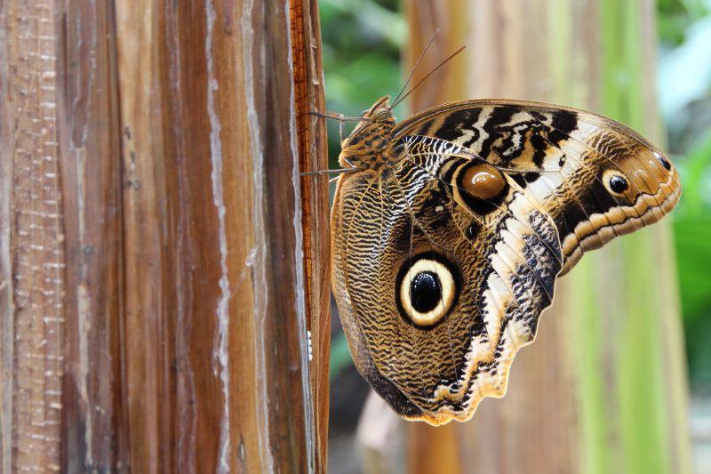 木桩上的斑点蝴蝶