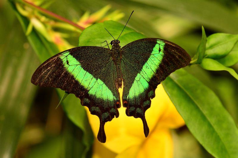 树叶上的一只黑绿色的蝴蝶