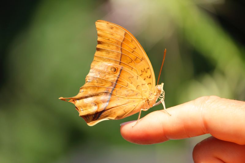 停在手指上的一只蝴蝶