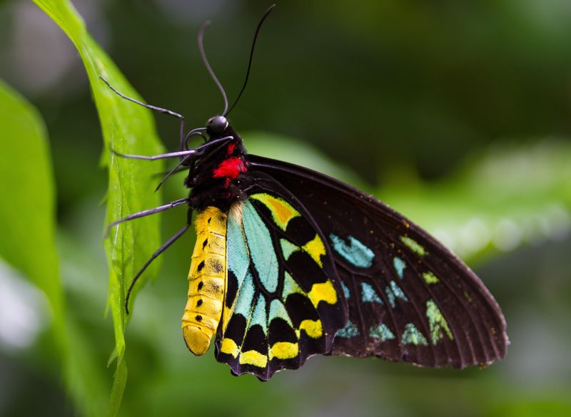 一只色彩美丽的蝴蝶