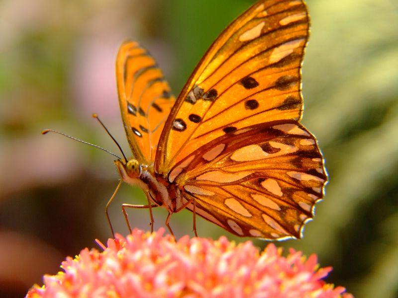 橘黄色蝴蝶在花上授粉