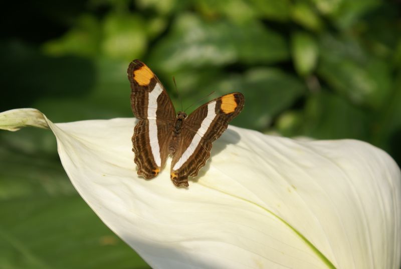 花朵上一只美丽蝴蝶