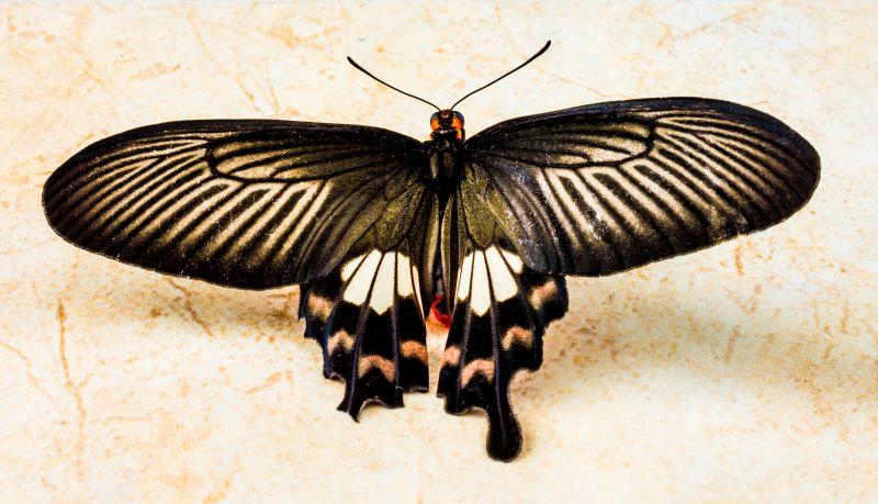 地上的一只黑色蝴蝶